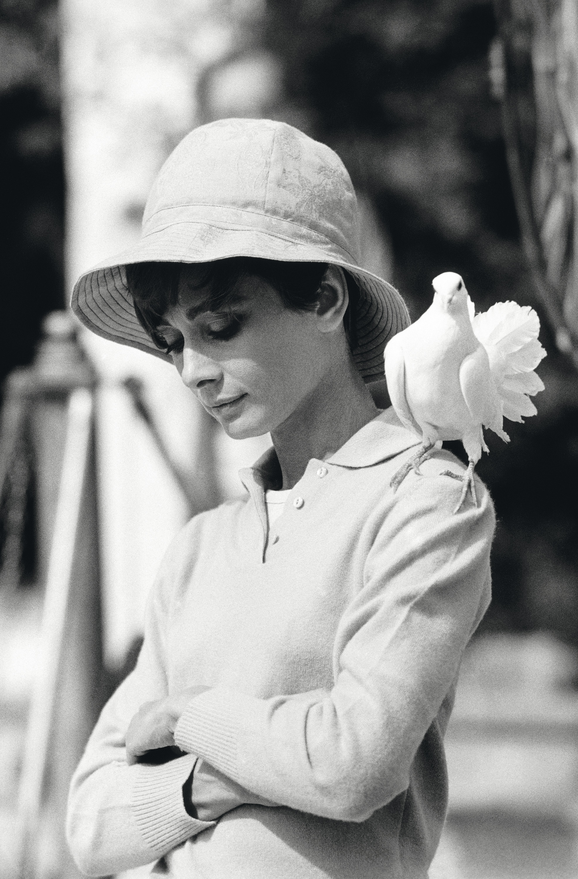 Hepburn With Dove