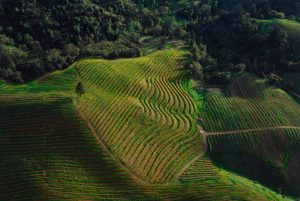 Sonoma Country Vineyard