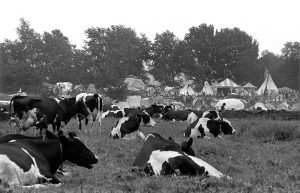 Woodstock Cows