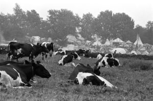 Morning at Woodstock 69435-4