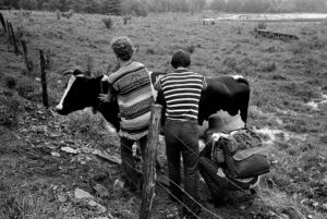 Woodstock - Milking Cow 69441-5a
