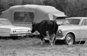 Woodstock 69442-11